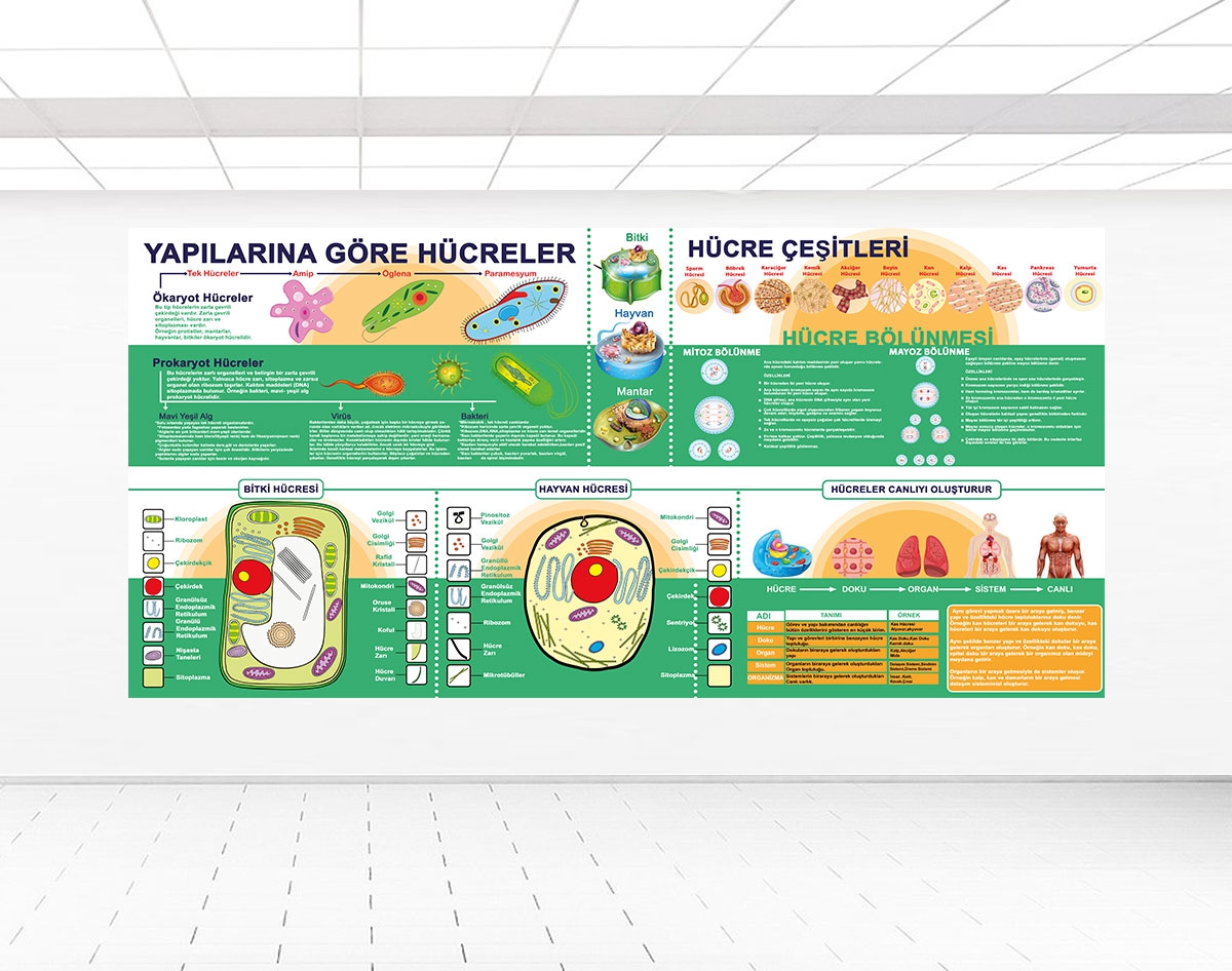 Hücre Çeşitleri posteri