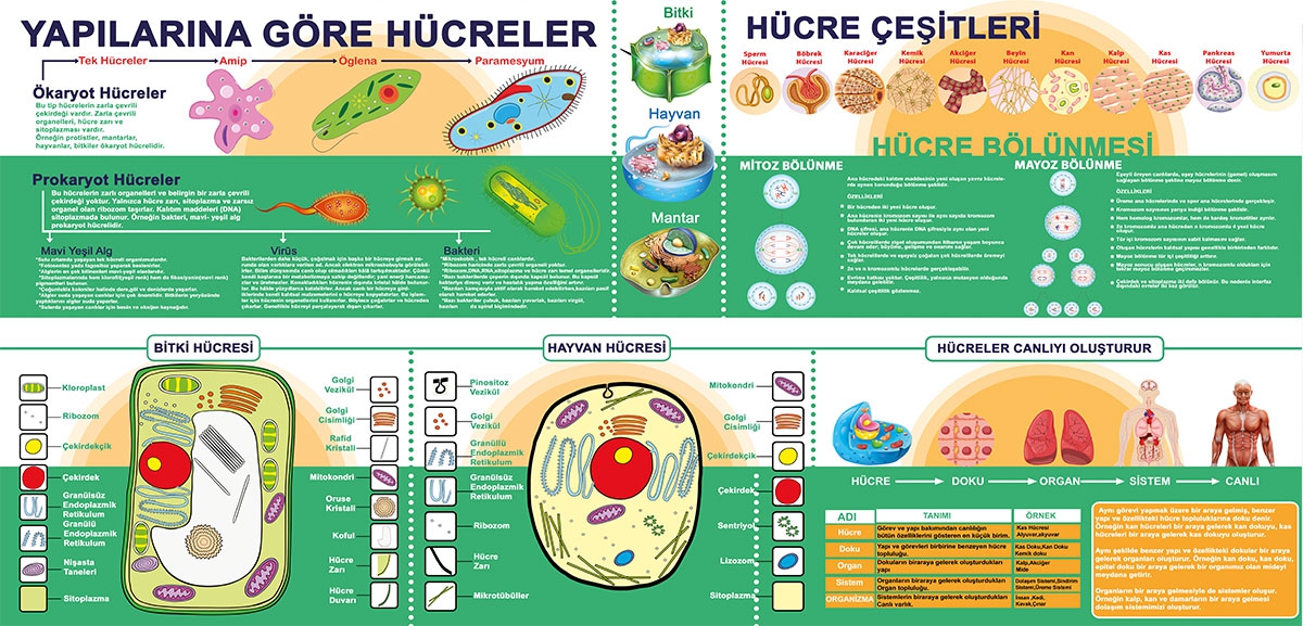 Hücre Çeşitleri posteri