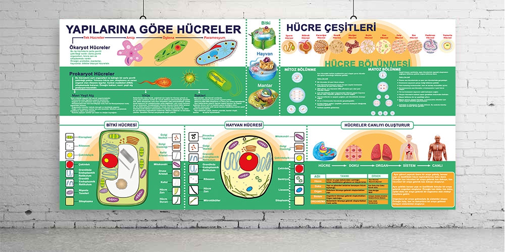 Hücre Çeşitleri posteri