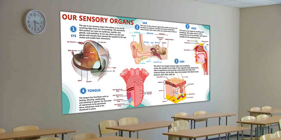 Our Sensory Organs 