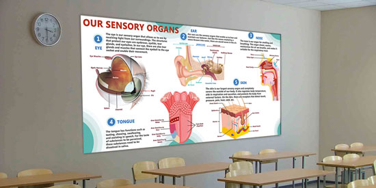 Our Sensory Organs