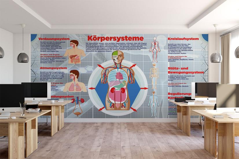 Körpersysteme poster, almanca eğitim posteri